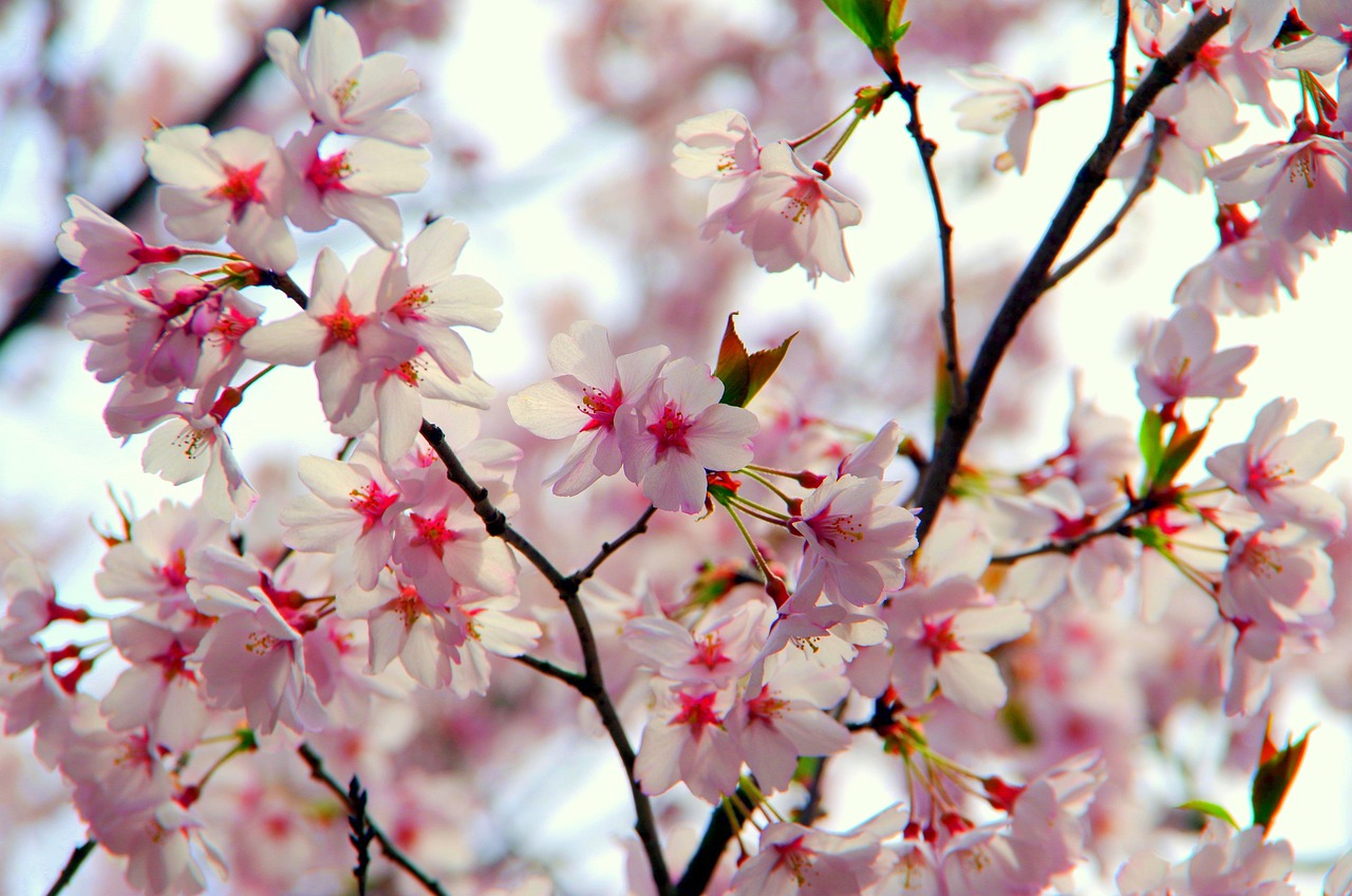 落花时节又逢君，国际时事的交织与变迁
