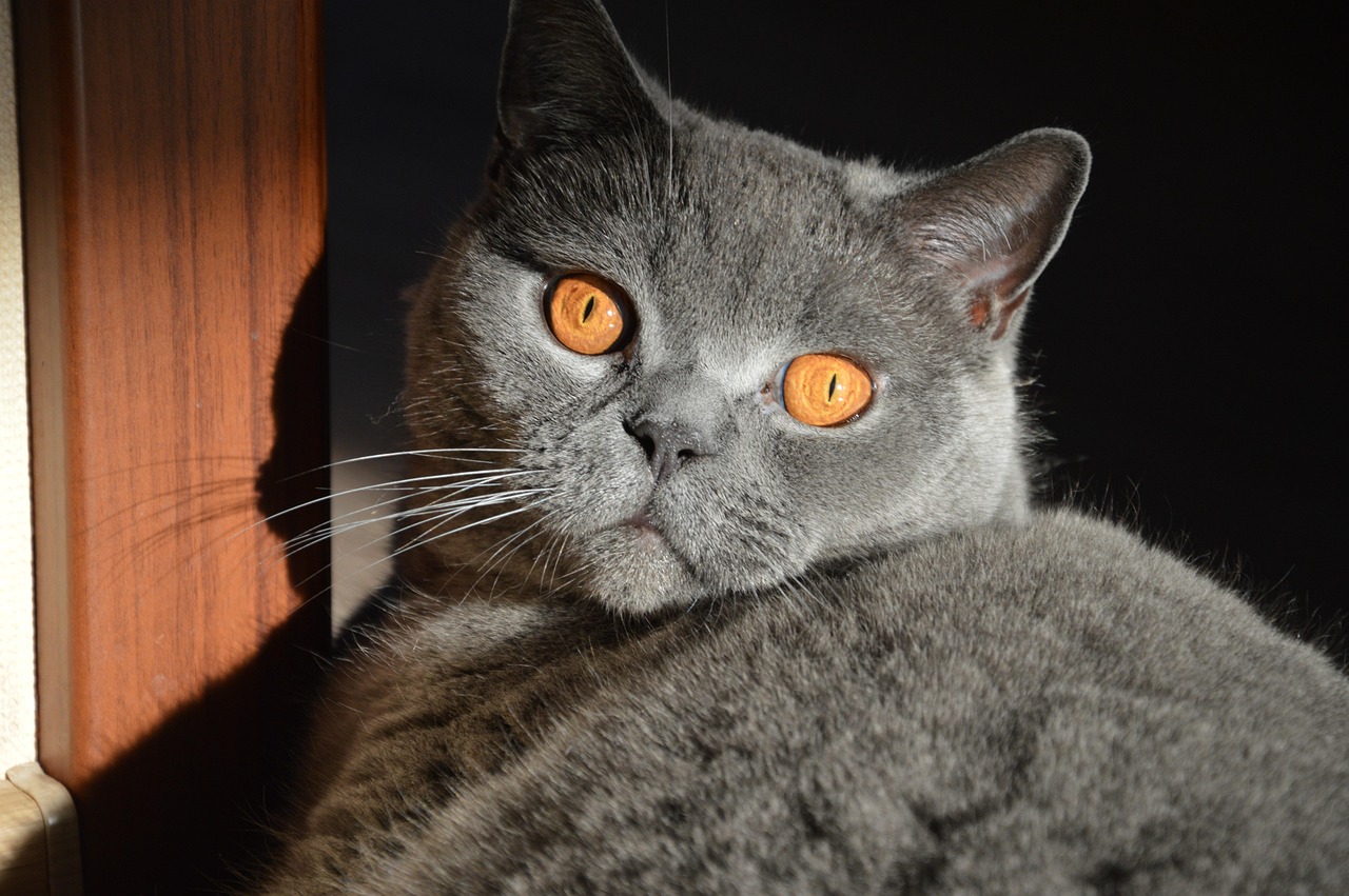 大熊猫半夜不睡觉排排坐吃夜宵，萌态可掬背后的秘密与启示