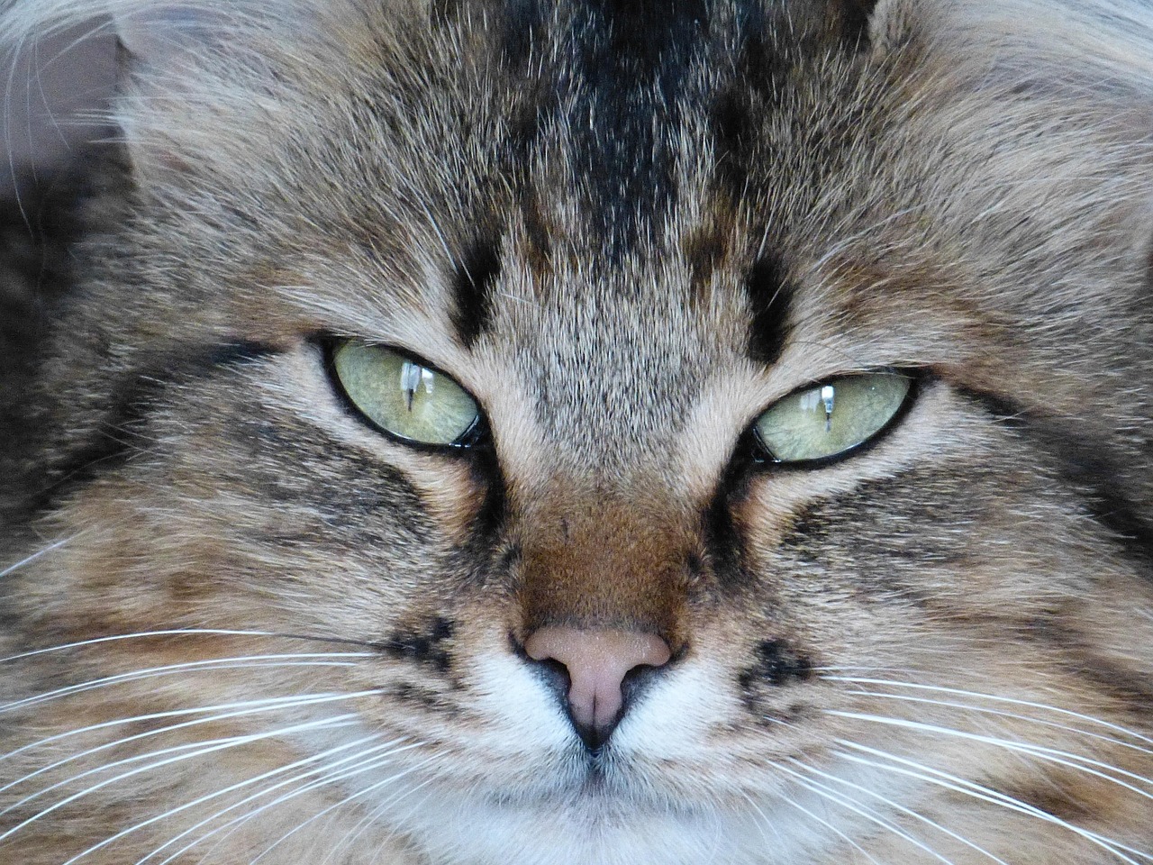 猫，西方传入还是本土驯化的物种？