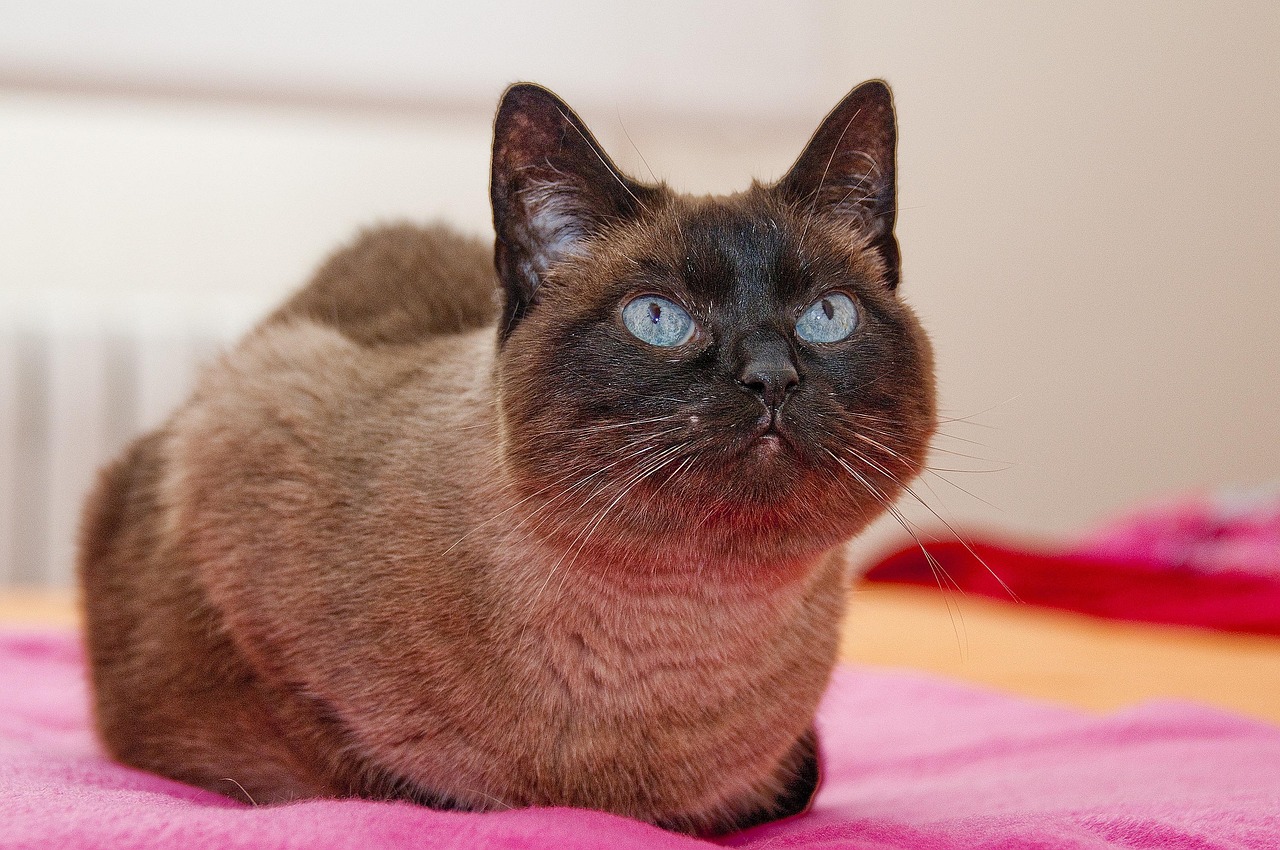 猫，西方传入还是本土驯化的物种？