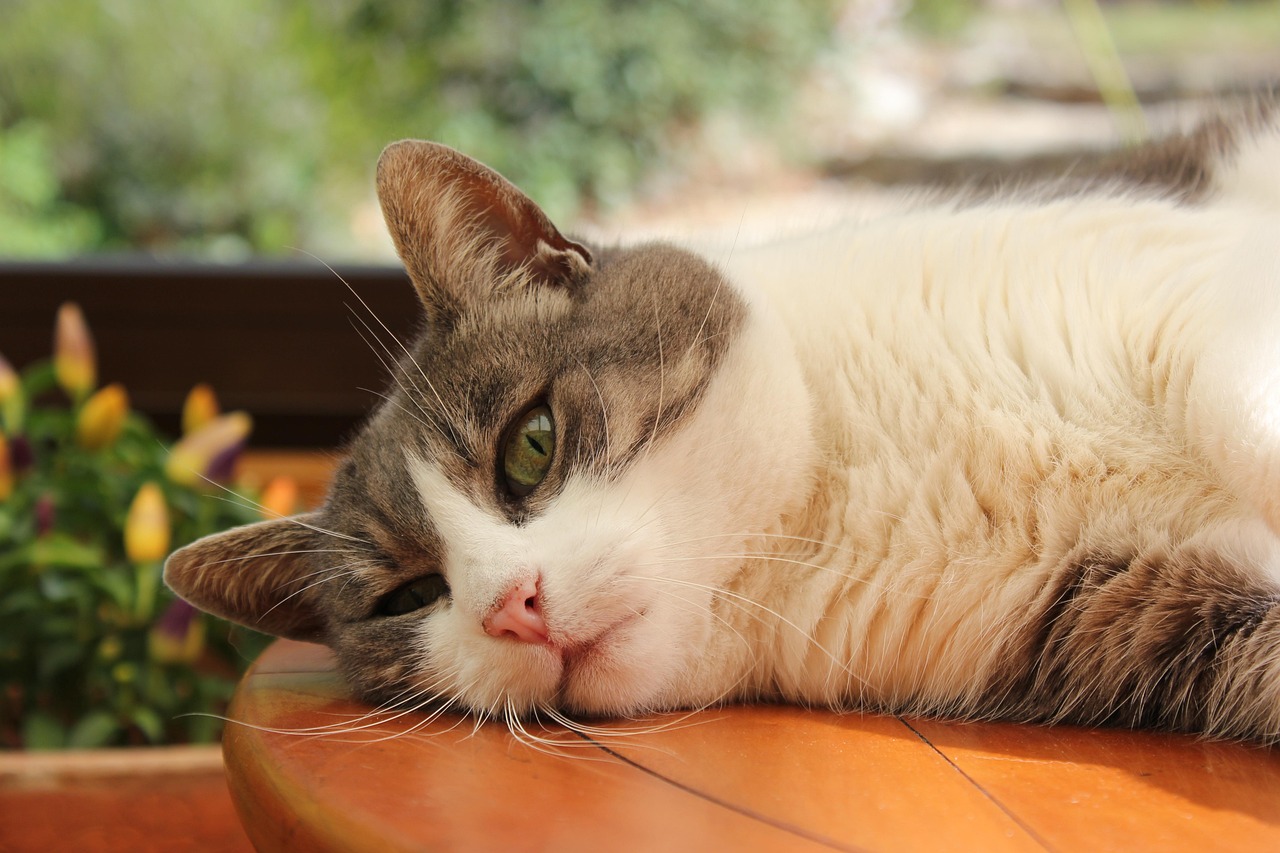 猫，西方传入还是本土驯化的物种？